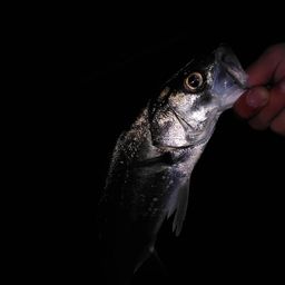 セイゴ（マルスズキ）