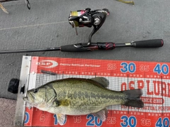 ラージマウスバスの釣果