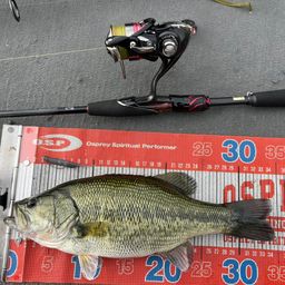 ラージマウスバス