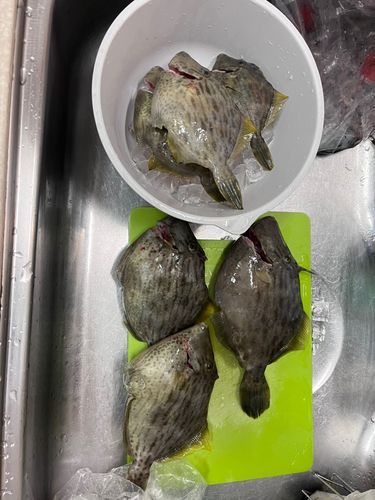 カワハギの釣果