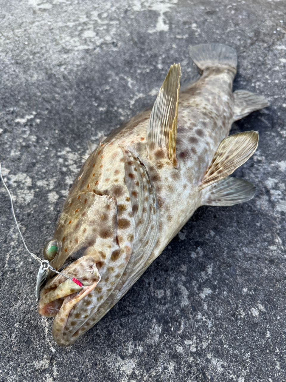 チャイロマルハタ