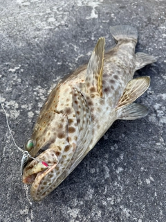 チャイロマルハタの釣果