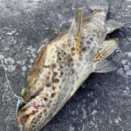 チャイロマルハタ