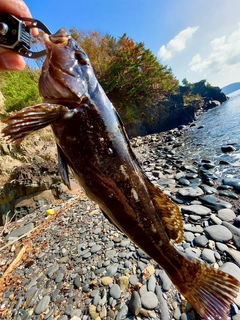 アイナメの釣果