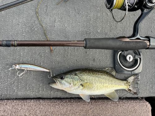 ラージマウスバスの釣果