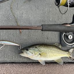 ラージマウスバス