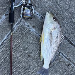 ホシミゾイサキ