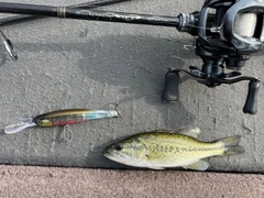 ラージマウスバスの釣果