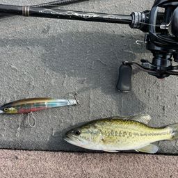 ラージマウスバス