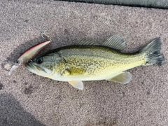 ラージマウスバスの釣果