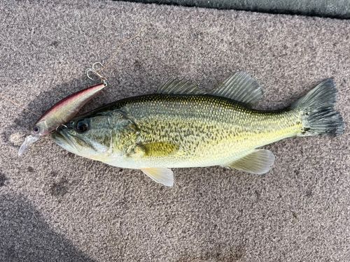 ラージマウスバスの釣果