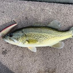 ラージマウスバス