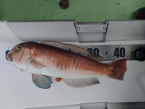 シロアマダイの釣果