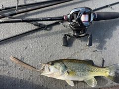 ラージマウスバスの釣果