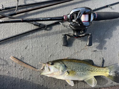 ラージマウスバスの釣果