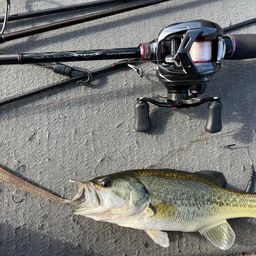 ラージマウスバス