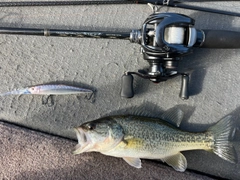 ラージマウスバスの釣果