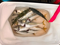 サバの釣果
