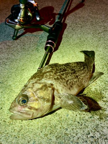 クロソイの釣果