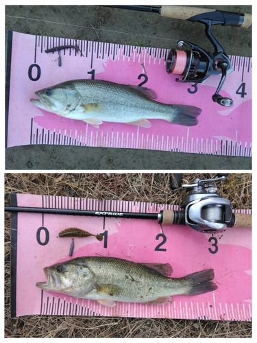 ブラックバスの釣果