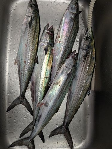 サゴシの釣果