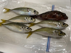 アジの釣果