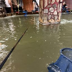 オニテナガエビ