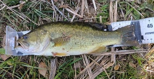 ブラックバスの釣果