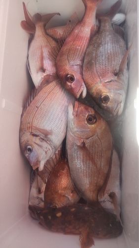 マダイの釣果