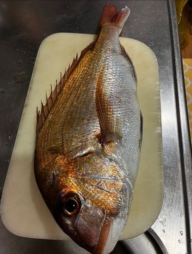 マダイの釣果