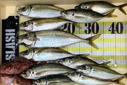 アジの釣果