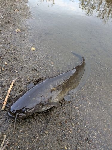 ニホンナマズの釣果