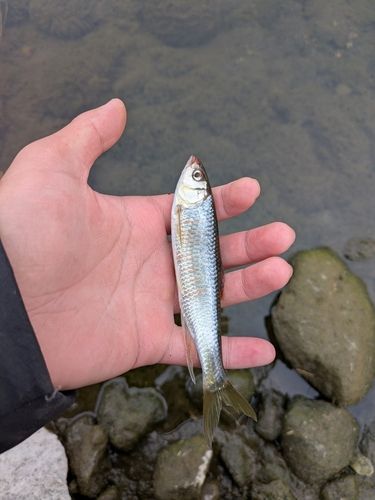 オイカワの釣果