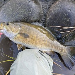 スモールマウスバス