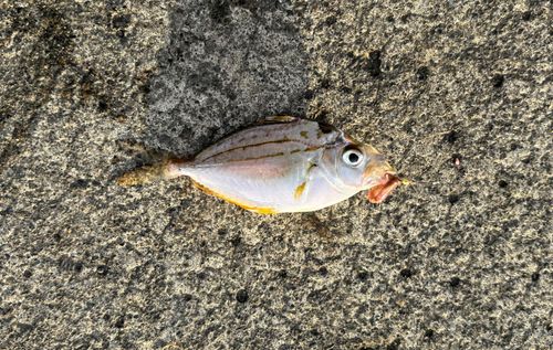 ヒイラギの釣果