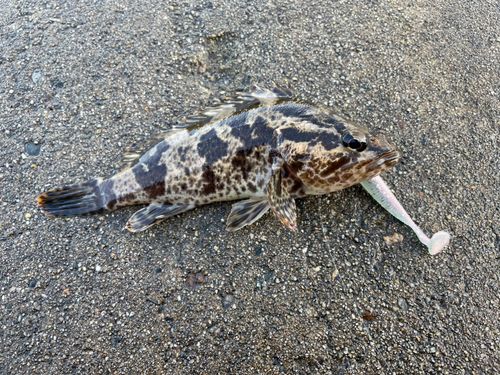 タケノコメバルの釣果