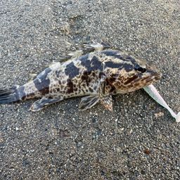 タケノコメバル