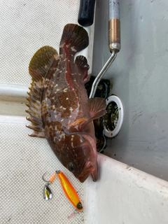 キジハタの釣果