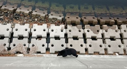 クマノミの釣果