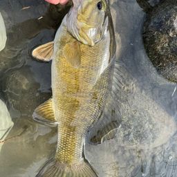 スモールマウスバス