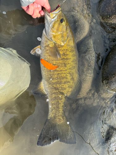 スモールマウスバスの釣果