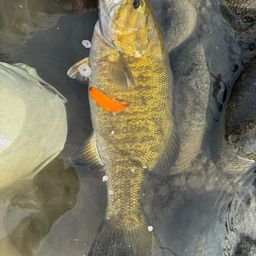 スモールマウスバス