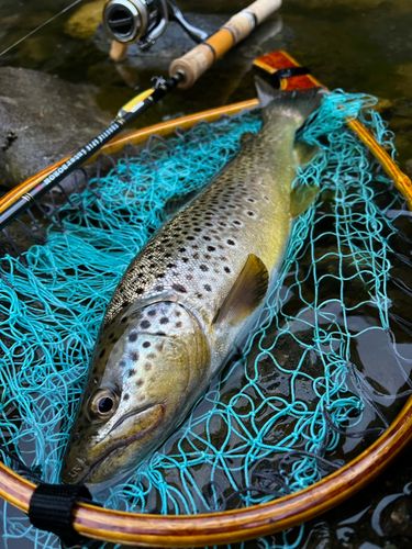 ブラウントラウトの釣果