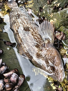 アイナメの釣果