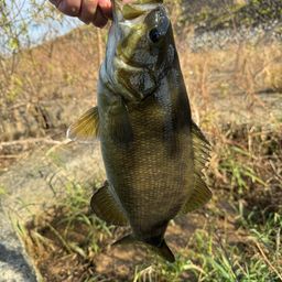 スモールマウスバス