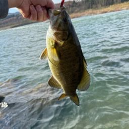 スモールマウスバス