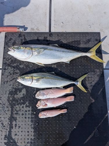 シロアマダイの釣果