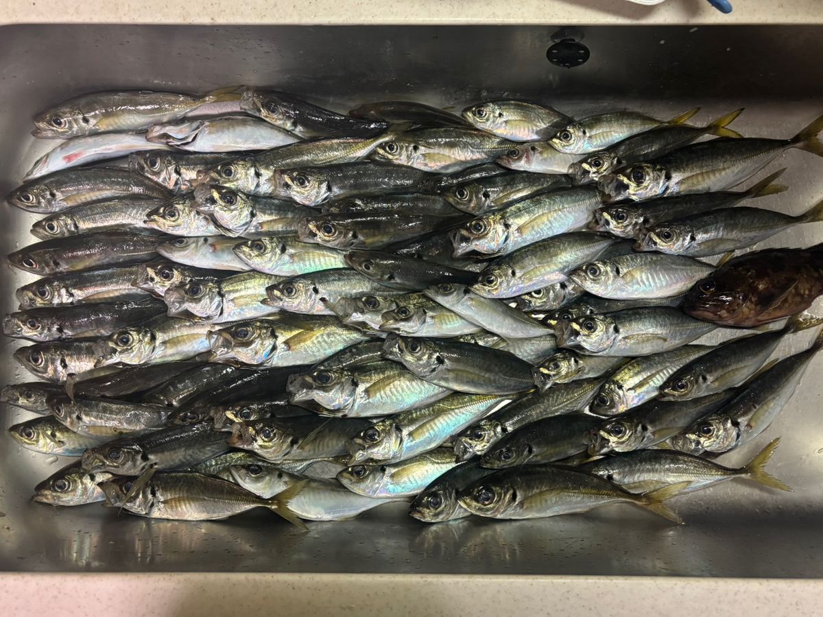 小心者の釣り師さんの釣果 2枚目の画像