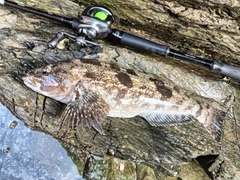 アイナメの釣果