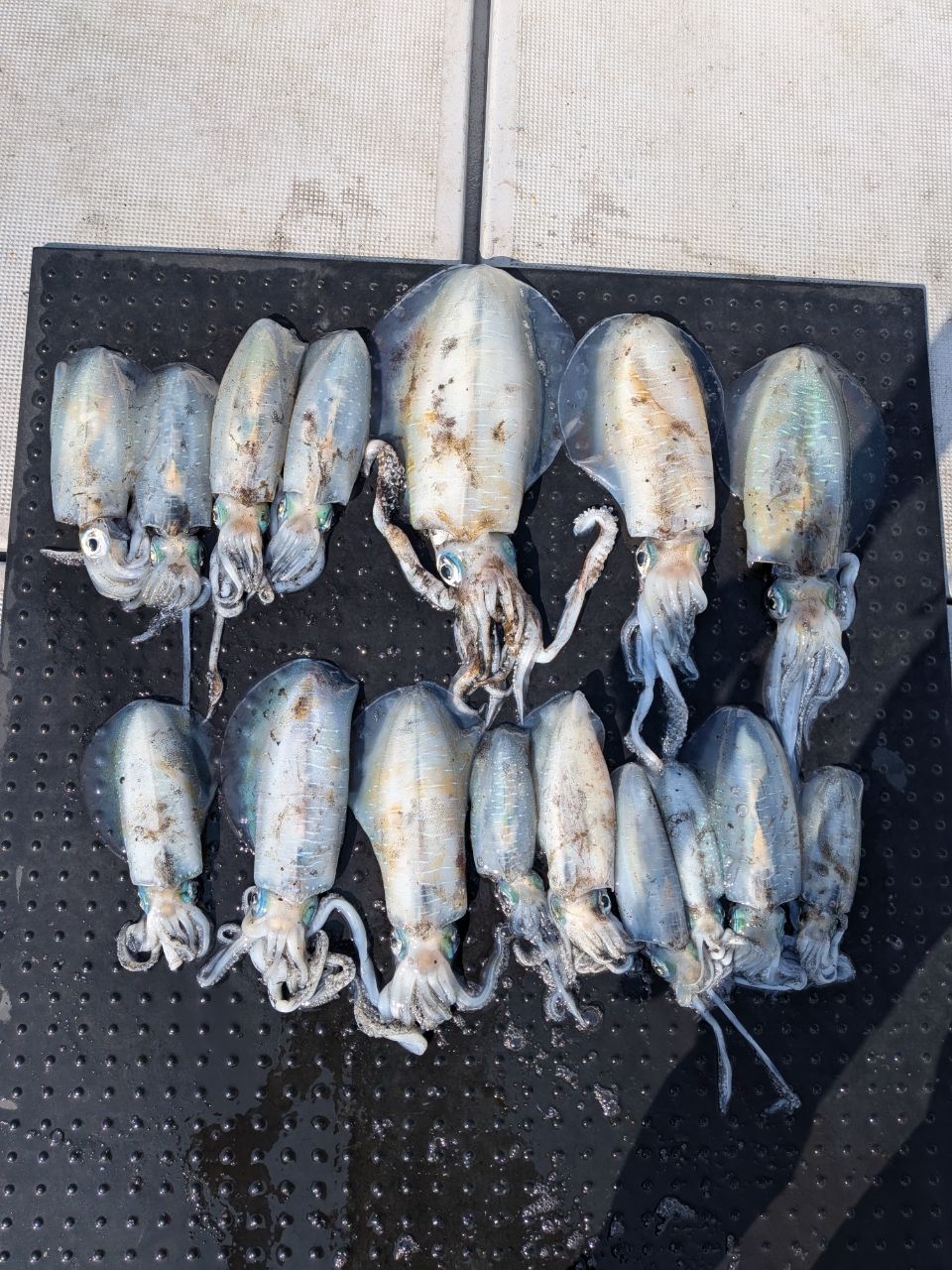 和歌山遊漁船SevenSWellさんの釣果 1枚目の画像